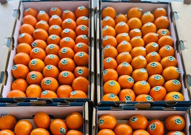 Доставка отборных мандарин